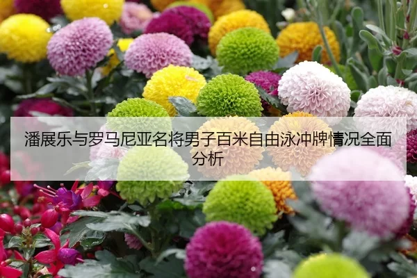 潘展乐与罗马尼亚名将男子百米自由泳冲牌情况全面分析