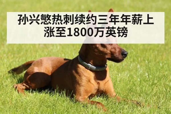 孙兴慜热刺续约三年年薪上涨至1800万英镑